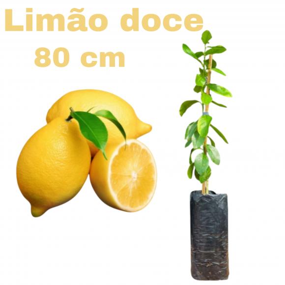 floricultura eco flora, floricultura bh,  flora em bh, orqu�deas bh, plantas em bh, paisagismo em bh, decora�ao em bh, vasos decorativos em bh, calandiva em bh, presente em bh, planta pendente em bh, planta de varanda em bh, �rvore de fruta em bh ,