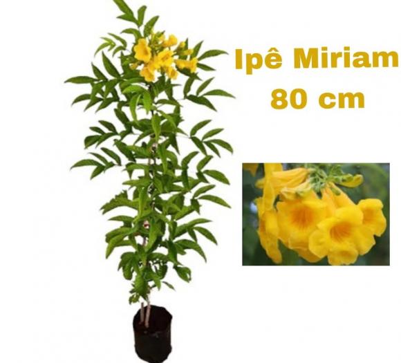 floricultura eco flora, floricultura bh,  flora em bh, orqu�deas bh, plantas em bh, paisagismo em bh, decora�ao em bh, vasos decorativos em bh, arvores em bh ,