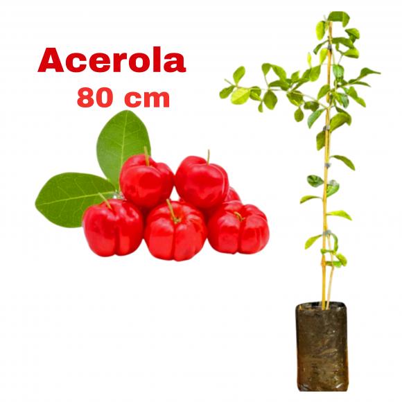 floricultura eco flora, floricultura bh,  flora em bh, orqu�deas bh, plantas em bh, paisagismo em bh, decora�ao em bh, vasos decorativos em bh, planta interior em bh, maranta em bh, arvore de acerola em bh ,