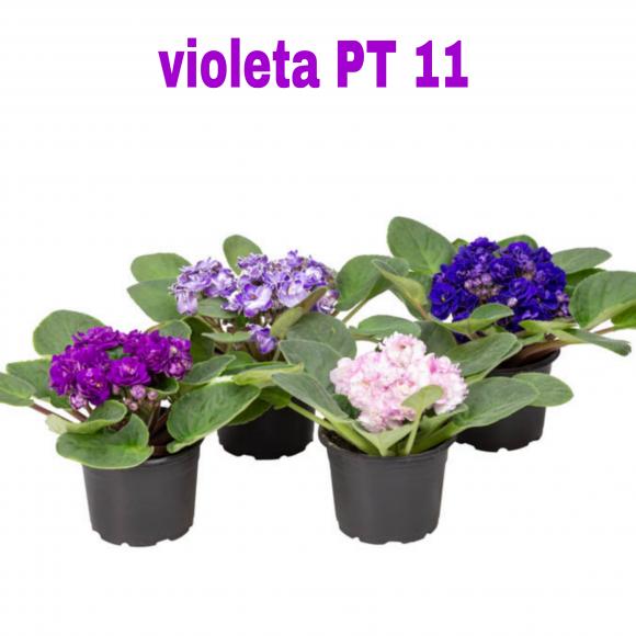   floricultura eco flora, floricultura bh,  flora em bh, orqu�deas bh, plantas em bh, paisagismo em bh, decora�ao em bh, vasos decorativos em bh, ferramenta bh, floricultura eco flora, floricultura belo horizonte,  flora em belo horizonte, orquideas bh, plantas em bh, paisagismo em bh, substrato em bh, vaso resina bh,vasos decorativos em bh, terra belo horizonte, ECO FLORA FLORICULTURA E JARDINAGEM LTDA 