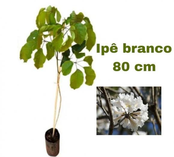 floricultura eco flora, floricultura bh,  flora em bh, orqu�deas bh, plantas em bh, paisagismo em bh, decora�ao em bh, vasos decorativos em bh, arvores em bh ,
