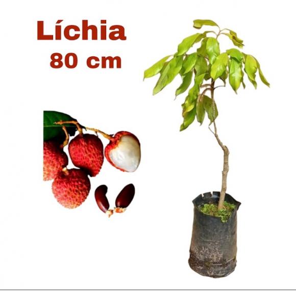   floricultura eco flora, floricultura belo horizonte,  flora em belo horizonte, orquideas bh, plantas em bh, paisagismo em bh, substrato em bh, vaso resina bh,vasos decorativos em bh, terra belo horizonte, ECO FLORA FLORICULTURA E JARDINAGEM LTDA