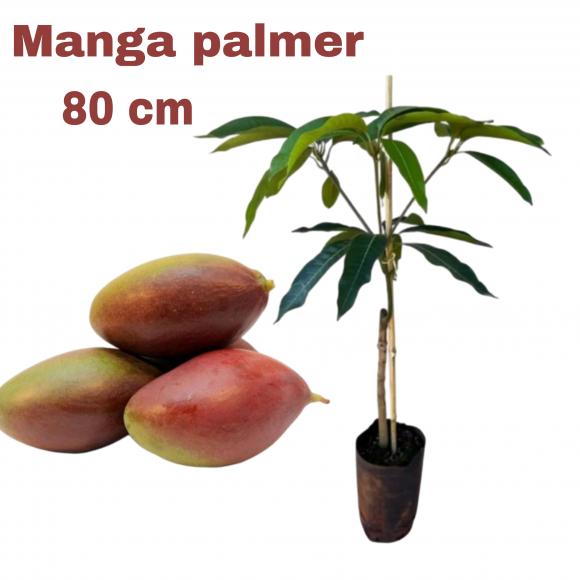 floricultura eco flora, floricultura bh,  flora em bh, orqu�deas bh, plantas em bh, paisagismo em bh, decora�ao em bh, vasos decorativos em bh, calandiva em bh, presente em bh, planta pendente em bh, �rvore de fruta em bh ,