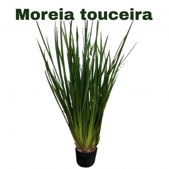   floricultura eco flora, floricultura bh,  flora em bh, orqu�deas bh, plantas em bh, paisagismo em bh, decora�ao em bh, vasos decorativos em bh, calandiva em bh, presente em bh, planta pendente em bh, plantas de sol pleno, floricultura eco flora, floricultura belo horizonte,  flora em belo horizonte, orquideas bh, plantas em bh, paisagismo em bh, substrato em bh, vaso resina bh,vasos decorativos em bh, terra belo horizonte, ECO FLORA FLORICULTURA E JARDINAGEM LTDA 