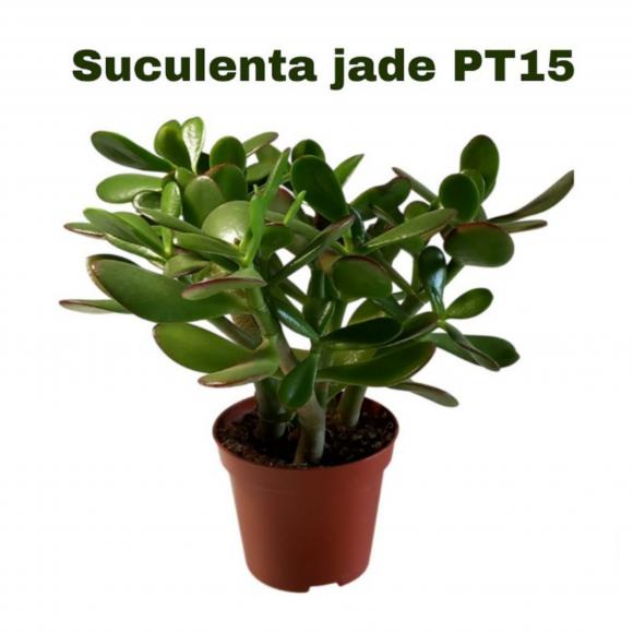 floricultura eco flora, floricultura belo horizonte,  flora em belo horizonte, orquideas bh, plantas em bh, paisagismo em bh, substrato em bh, vaso resina bh,vasos decorativos em bh, terra belo horizonte,