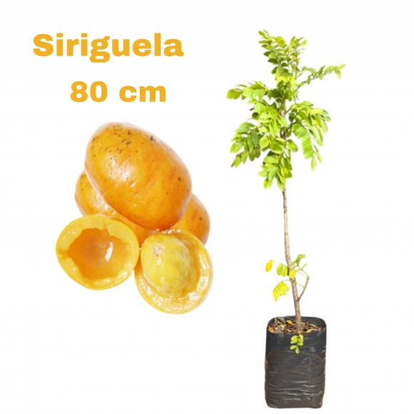 floricultura eco flora, floricultura bh,  flora em bh, orqu�deas bh, plantas em bh, paisagismo em bh, decora�ao em bh, vasos decorativos em bh, calandiva em bh, presente em bh, planta pendente em bh, planta de varanda em bh, �rvore de fruta em bh ,