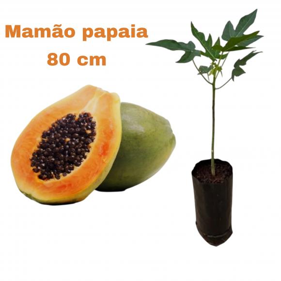 BUQU�, ROSAS, PRESENTE, ARRANJO, BELO HORIZONTE, AV. PORTUGAL, PAMPULHA ,