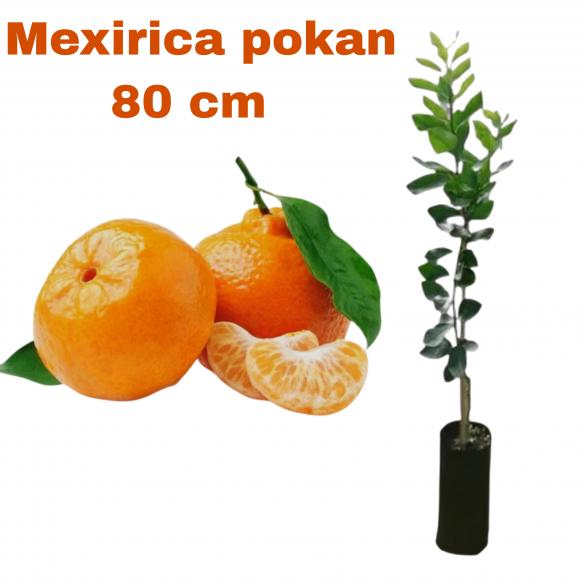 floricultura eco flora, floricultura bh,  flora em bh, orqu�deas bh, plantas em bh, paisagismo em bh, decora�ao em bh, vasos decorativos em bh, calandiva em bh, presente em bh, planta pendente em bh, �rvore de fruta em bh ,