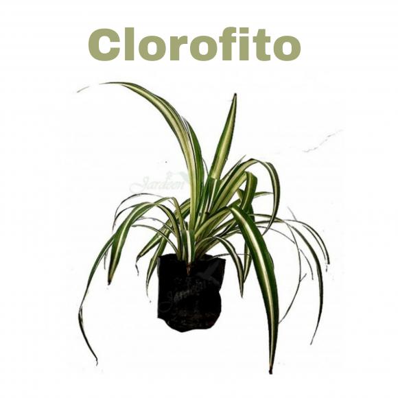   floricultura eco flora, floricultura bh,  flora em bh, orqu�deas bh, plantas em bh, paisagismo em bh, decora�ao em bh, vasos decorativos em bh, sing�nio em bh, jardim vertical, plantas sol, onze horas, clorofito em bh, floricultura eco flora, floricultura belo horizonte,  flora em belo horizonte, orquideas bh, plantas em bh, paisagismo em bh, substrato em bh, vaso resina bh,vasos decorativos em bh, terra belo horizonte, ECO FLORA FLORICULTURA E JARDINAGEM LTDA 
