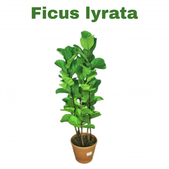   floricultura eco flora, floricultura bh,  flora em bh, orqu�deas bh, plantas em bh, paisagismo em bh, decora�ao em bh, vasos decorativos em bh, ficus liriata em bh, floricultura eco flora, floricultura belo horizonte,  flora em belo horizonte, orquideas bh, plantas em bh, paisagismo em bh, substrato em bh, vaso resina bh,vasos decorativos em bh, terra belo horizonte, ECO FLORA FLORICULTURA E JARDINAGEM LTDA 