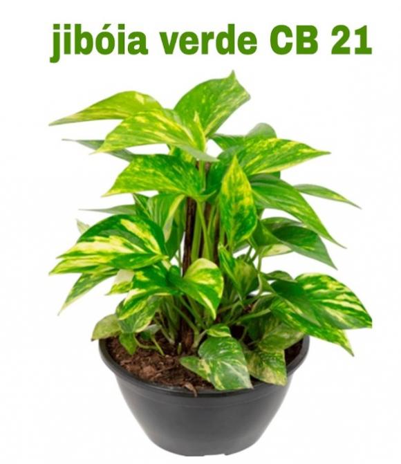   floricultura eco flora, floricultura belo horizonte,  flora em belo horizonte, orquideas bh, plantas em bh, paisagismo em bh, substrato em bh, vaso resina bh,vasos decorativos em bh, terra belo horizonte, ECO FLORA FLORICULTURA E JARDINAGEM LTDA