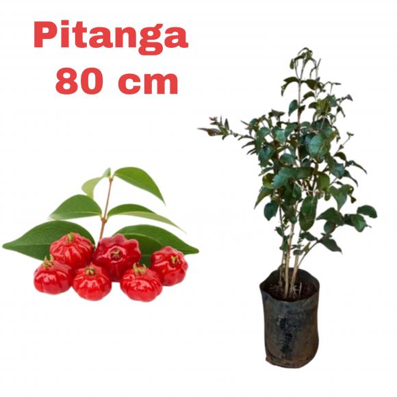 floricultura eco flora, floricultura bh,  flora em bh, orqu�deas bh, plantas em bh, paisagismo em bh, decora�ao em bh, vasos decorativos em bh, calandiva em bh, presente em bh, planta pendente em bh, �rvore de fruta em bh ,