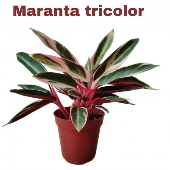   floricultura eco flora, floricultura bh,  flora em bh, orqu�deas bh, plantas em bh, paisagismo em bh, decora�ao em bh, vasos decorativos em bh, planta interior em bh, maranta em bh, floricultura eco flora, floricultura belo horizonte,  flora em belo horizonte, orquideas bh, plantas em bh, paisagismo em bh, substrato em bh, vaso resina bh,vasos decorativos em bh, terra belo horizonte, ECO FLORA FLORICULTURA E JARDINAGEM LTDA 