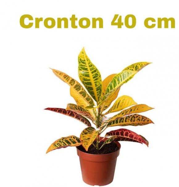   floricultura eco flora, floricultura bh,  flora em bh, orqu�deas bh, plantas em bh, paisagismo em bh, decora�ao em bh, vasos decorativos em bh, sing�nio em bh, jardim vertical, plantas sol, onze horas, aspargo alfinete, floricultura eco flora, floricultura belo horizonte,  flora em belo horizonte, orquideas bh, plantas em bh, paisagismo em bh, substrato em bh, vaso resina bh,vasos decorativos em bh, terra belo horizonte, ECO FLORA FLORICULTURA E JARDINAGEM LTDA 