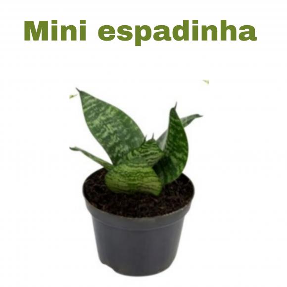   floricultura eco flora, floricultura belo horizonte,  flora em belo horizonte, orquideas bh, plantas em bh, paisagismo em bh, substrato em bh, vaso resina bh,vasos decorativos em bh, terra belo horizonte, ECO FLORA FLORICULTURA E JARDINAGEM LTDA