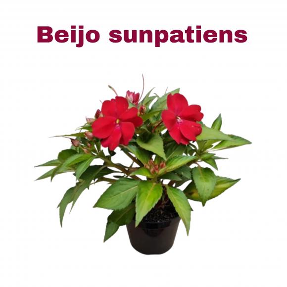   floricultura eco flora, floricultura bh,  flora em bh, orqu�deas bh, plantas em bh, paisagismo em bh, decora�ao em bh, vasos decorativos em bh, beijo sumpatiens, floricultura eco flora, floricultura belo horizonte,  flora em belo horizonte, orquideas bh, plantas em bh, paisagismo em bh, substrato em bh, vaso resina bh,vasos decorativos em bh, terra belo horizonte, ECO FLORA FLORICULTURA E JARDINAGEM LTDA 