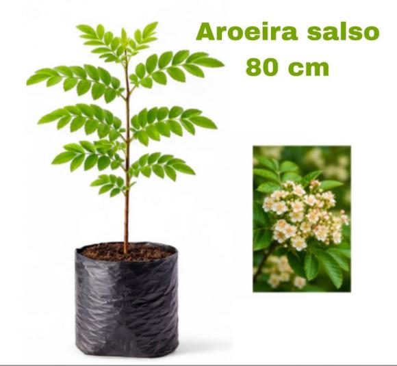 floricultura eco flora, floricultura bh,  flora em bh, orqu�deas bh, plantas em bh, paisagismo em bh, decora�ao em bh, vasos decorativos bh, �rvore em bh, aroeira em bh ,