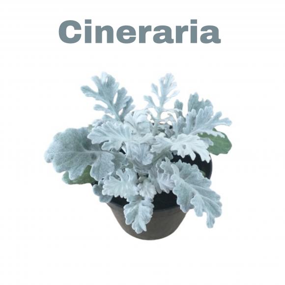 floricultura eco flora, floricultura belo horizonte,  flora em belo horizonte, orquideas bh, plantas em bh, paisagismo em bh, substrato em bh, vaso resina bh,vasos decorativos em bh, terra belo horizonte,