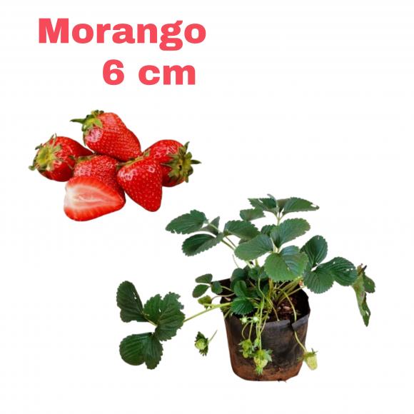 floricultura eco flora, floricultura bh,  flora em bh, orqu�deas bh, plantas em bh, paisagismo em bh, decora�ao em bh, vasos decorativos em bh, calandiva em bh, presente em bh, planta pendente em bh, �rvore de fruta em bh ,