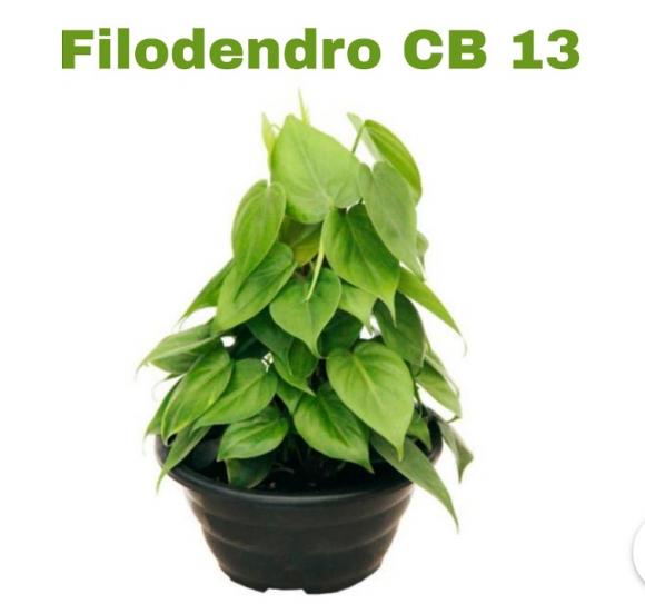 floricultura eco flora, floricultura belo horizonte,  flora em belo horizonte, orquideas bh, plantas em bh, paisagismo em bh, substrato em bh, vaso resina bh,vasos decorativos em bh, terra belo horizonte,