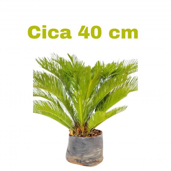   floricultura eco flora, floricultura bh,  flora em bh, orqu�deas bh, plantas em bh, paisagismo em bh, decora�ao em bh, vasos decorativos em bh, calandiva em bh, presente em bh, planta pendente em bh, plantas de sol pleno, floricultura eco flora, floricultura belo horizonte,  flora em belo horizonte, orquideas bh, plantas em bh, paisagismo em bh, substrato em bh, vaso resina bh,vasos decorativos em bh, terra belo horizonte, ECO FLORA FLORICULTURA E JARDINAGEM LTDA 