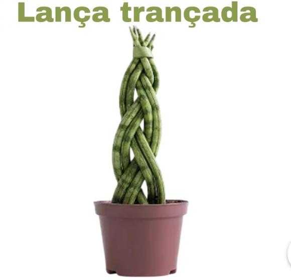   floricultura eco flora, floricultura belo horizonte,  flora em belo horizonte, orquideas bh, plantas em bh, paisagismo em bh, substrato em bh, vaso resina bh,vasos decorativos em bh, terra belo horizonte, ECO FLORA FLORICULTURA E JARDINAGEM LTDA