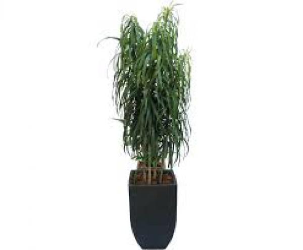 floricultura eco flora, floricultura bh,  flora em bh, orqudeas bh, plantas em bh, paisagismo em bh, decoraao em bh, vasos decorativos em bh, dracena em bh ,