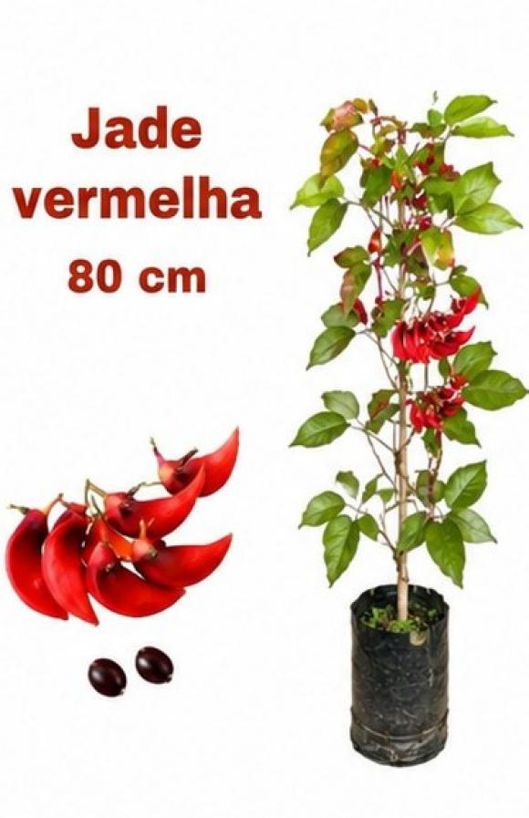 floricultura eco flora, floricultura bh,  flora em bh, orqu�deas bh, plantas em bh, paisagismo em bh, decora�ao em bh, vasos decorativos em bh, trepadeiras em bh, jade vermelha em bh ,