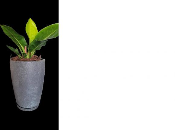   arvore em bh, floricultura eco flora, floricultura bh,  flora em bh, orqudeas bh, plantas em bh, paisagismo em bh, decoraao em bh, vasos decorativos em bh, planta interior em bh, maranta em bh, arvores de frutas em bh , floricultura eco flora, floricultura bh,  flora em bh, orquideas bh, plantas em bh, paisagismo em bh, substrato em bh, vaso resina bh,vasos decorativos em bh, ECO FLORA FLORICULTURA E JARDINAGEM LTDA 