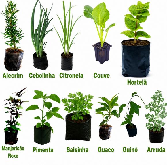 floricultura eco flora, floricultura bh,  flora em bh, orqu�deas bh, plantas em bh, paisagismo em bh, decora�ao em bh, vasos decorativos em bh, manjeric�o verde ,