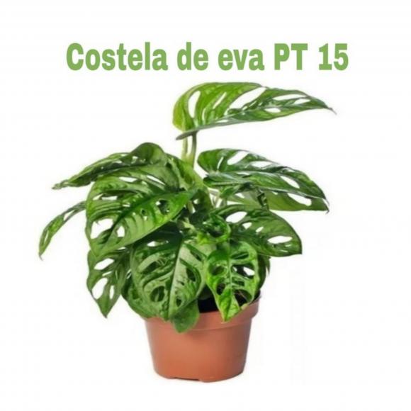   floricultura eco flora, floricultura belo horizonte,  flora em belo horizonte, orquideas bh, plantas em bh, paisagismo em bh, substrato em bh, vaso resina bh,vasos decorativos em bh, terra belo horizonte, ECO FLORA FLORICULTURA E JARDINAGEM LTDA