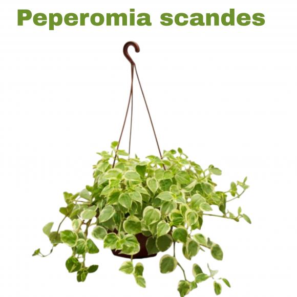 floricultura eco flora, floricultura bh,  flora em bh, orqu�deas bh, plantas em bh, paisagismo em bh, decora�ao em bh, vasos decorativos em bh, calandiva em bh, presente em bh, planta pendente em bh, planta de varanda em bh ,