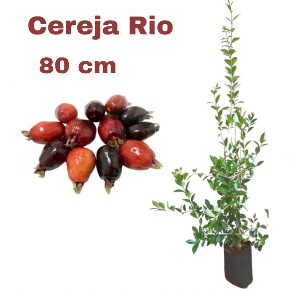 floricultura eco flora, floricultura belo horizonte,  flora em belo horizonte, orquideas bh, plantas em bh, paisagismo em bh, substrato em bh, vaso resina bh,vasos decorativos em bh, terra belo horizonte,