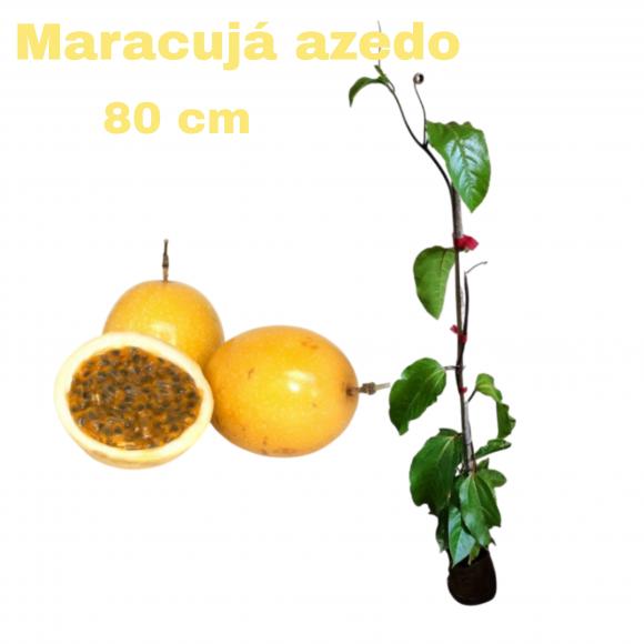 floricultura eco flora, floricultura bh,  flora em bh, orqu�deas bh, plantas em bh, paisagismo em bh, decora�ao em bh, vasos decorativos em bh, calandiva em bh, presente em bh, planta pendente em bh, �rvore de fruta em bh ,