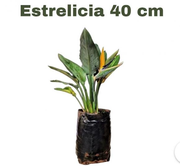   floricultura eco flora, floricultura belo horizonte,  flora em belo horizonte, orquideas bh, plantas em bh, paisagismo em bh, substrato em bh, vaso resina bh,vasos decorativos em bh, terra belo horizonte, ECO FLORA FLORICULTURA E JARDINAGEM LTDA
