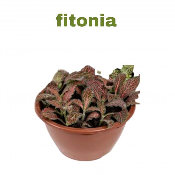   floricultura eco flora, floricultura belo horizonte,  flora em belo horizonte, orquideas bh, plantas em bh, paisagismo em bh, substrato em bh, vaso resina bh,vasos decorativos em bh, terra belo horizonte, ECO FLORA FLORICULTURA E JARDINAGEM LTDA