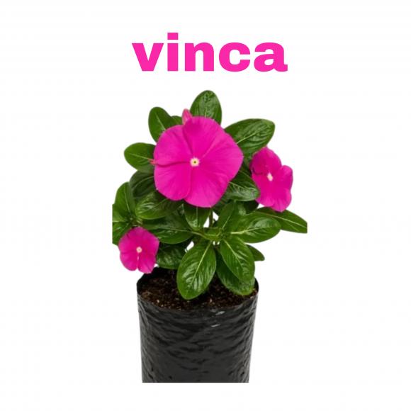   floricultura eco flora, floricultura bh,  flora em bh, orqu�deas bh, plantas em bh, paisagismo em bh, decora�ao em bh, vasos decorativos em bh, calandiva em bh, presente em bh, planta pendente em bh, floricultura eco flora, floricultura belo horizonte,  flora em belo horizonte, orquideas bh, plantas em bh, paisagismo em bh, substrato em bh, vaso resina bh,vasos decorativos em bh, terra belo horizonte, ECO FLORA FLORICULTURA E JARDINAGEM LTDA 