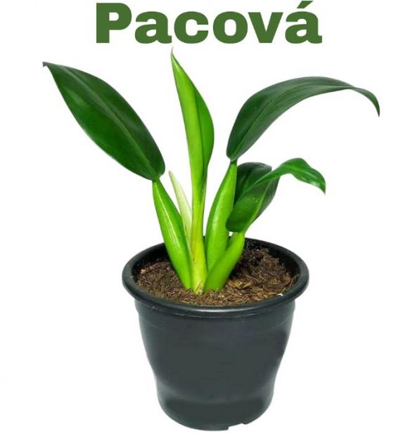   floricultura eco flora, floricultura bh,  flora em bh, orqu�deas bh, plantas em bh, paisagismo em bh, decora�ao em bh, vasos decorativos em b, pacov� em bhh, floricultura eco flora, floricultura belo horizonte,  flora em belo horizonte, orquideas bh, plantas em bh, paisagismo em bh, substrato em bh, vaso resina bh,vasos decorativos em bh, terra belo horizonte, ECO FLORA FLORICULTURA E JARDINAGEM LTDA 