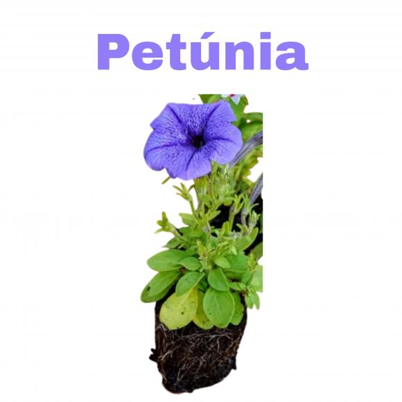 floricultura eco flora, floricultura bh,  flora em bh, orqu�deas bh, plantas em bh, paisagismo em bh, decora�ao em bh, vasos decorativos em bh, calandiva em bh, presente em bh, planta pendente em bh ,