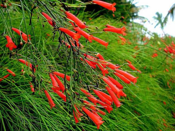 floricultura eco flora, floricultura bh,  flora em bh, orqudeas bh, plantas em bh, paisagismo em bh, decoraao em bh, vasos decorativos em bh, singnio em bh, jardim vertical, plantas sol, onze horas, russlia vermelha em bh ,floricultura eco flora, floricultura bh,  flora em bh, orqudeas bh, plantas em bh, paisagismo em bh, decoraao em bh, vasos decorativos em bh, singnio em bh, jardim vertical, plantas sol, onze horas, russlia vermelha em bh