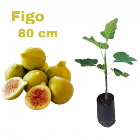 floricultura eco flora, floricultura bh,  flora em bh, orqu�deas bh, plantas em bh, paisagismo em bh, decora�ao em bh, vasos decorativos em bh, calandiva em bh, presente em bh, planta pendente em bh, planta de varanda em bh, �rvore de fruta em bh ,