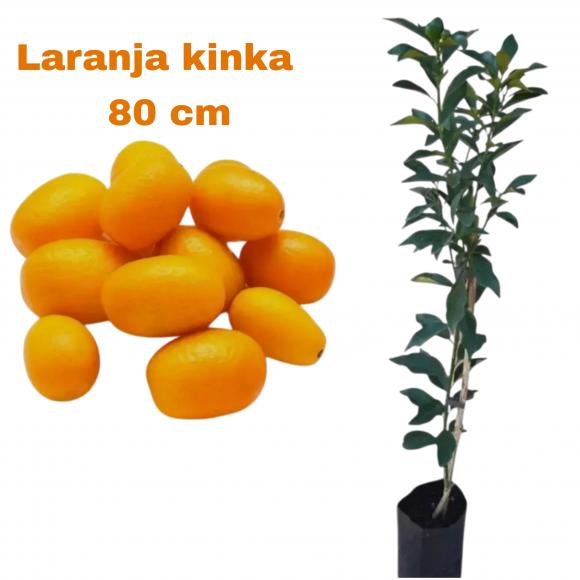 floricultura eco flora, floricultura bh,  flora em bh, orqu�deas bh, plantas em bh, paisagismo em bh, decora�ao em bh, vasos decorativos em bh, calandiva em bh, presente em bh, planta pendente em bh, planta de varanda em bh, �rvore de fruta em bh ,