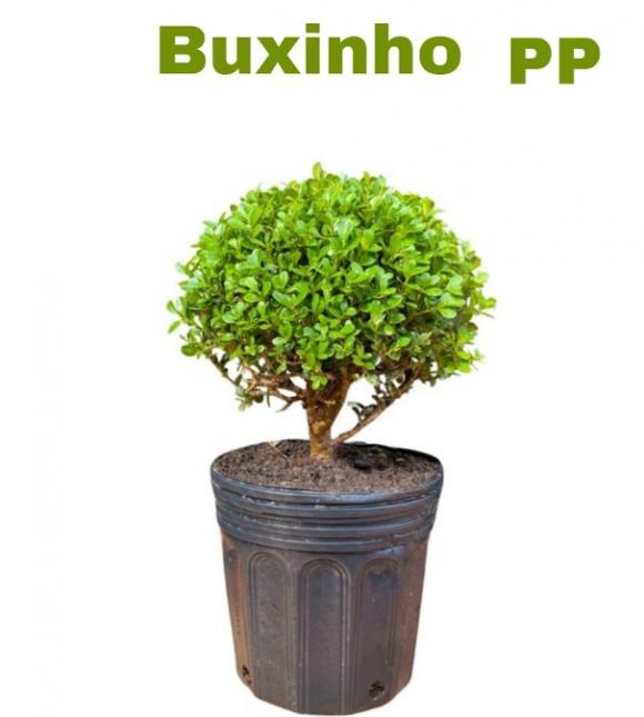   floricultura eco flora, floricultura belo horizonte,  flora em belo horizonte, orquideas bh, plantas em bh, paisagismo em bh, substrato em bh, vaso resina bh,vasos decorativos em bh, terra belo horizonte, ECO FLORA FLORICULTURA E JARDINAGEM LTDA
