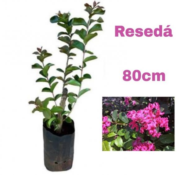 floricultura eco flora, floricultura bh,  flora em bh, orqu�deas bh, plantas em bh, paisagismo em bh, decora�ao em bh, vasos decorativos em bh, arvores em bh ,