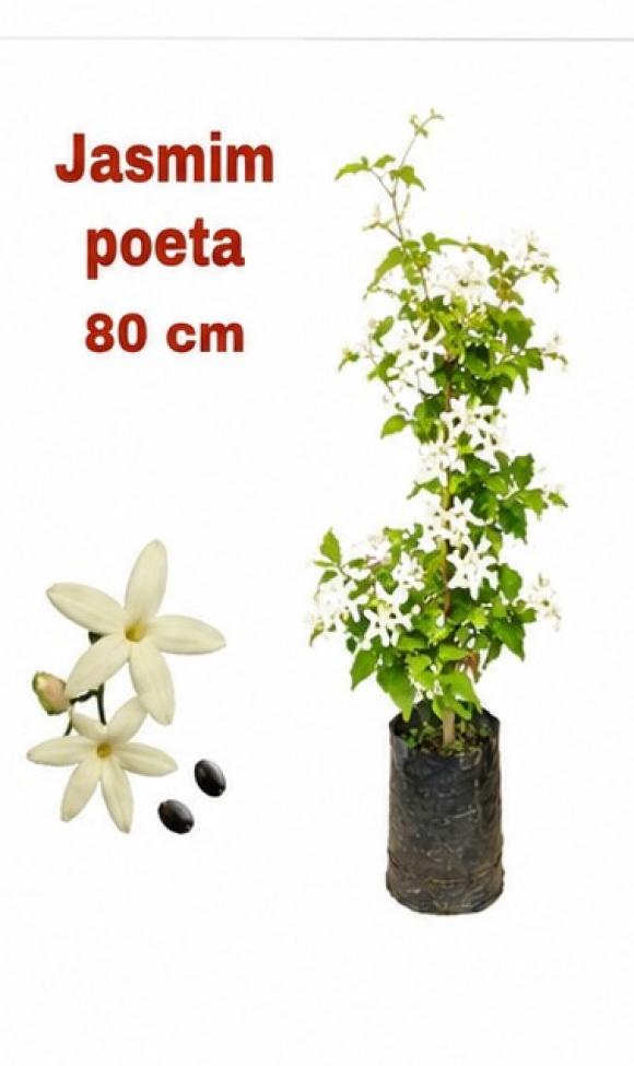   floricultura eco flora, floricultura bh,  flora em bh, orqu�deas bh, plantas em bh, paisagismo em bh, decora�ao em bh, vasos decorativos em bh, calandiva em bh, beg�nia em bh, jade azul em bh, floricultura eco flora, floricultura belo horizonte,  flora em belo horizonte, orquideas bh, plantas em bh, paisagismo em bh, substrato em bh, vaso resina bh,vasos decorativos em bh, terra belo horizonte, ECO FLORA FLORICULTURA E JARDINAGEM LTDA 
