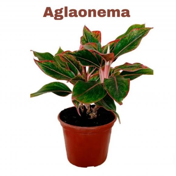floricultura eco flora, floricultura belo horizonte,  flora em belo horizonte, orquideas bh, plantas em bh, paisagismo em bh, substrato em bh, vaso resina bh,vasos decorativos em bh, terra belo horizonte,