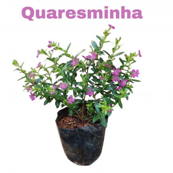   floricultura eco flora, floricultura bh,  flora em bh, orqu�deas bh, plantas em bh, paisagismo em bh, decora�ao em bh, vasos decorativos em bh, quaresminho em bh, floricultura eco flora, floricultura belo horizonte,  flora em belo horizonte, orquideas bh, plantas em bh, paisagismo em bh, substrato em bh, vaso resina bh,vasos decorativos em bh, terra belo horizonte, ECO FLORA FLORICULTURA E JARDINAGEM LTDA 