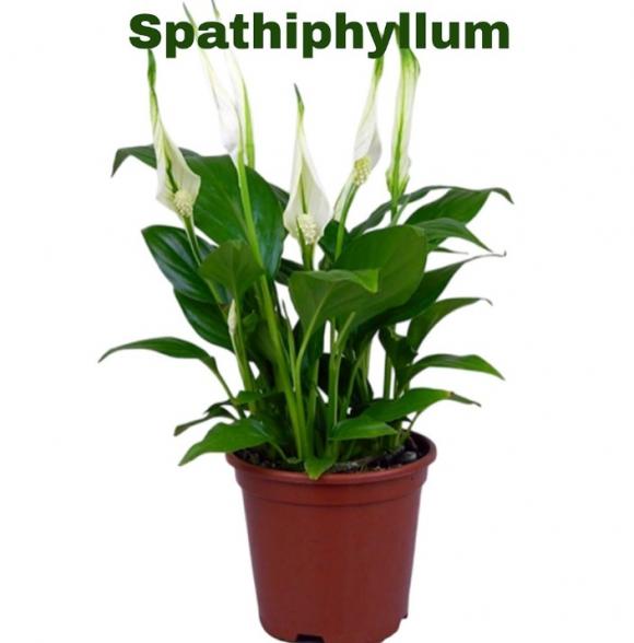   floricultura eco flora, floricultura belo horizonte,  flora em belo horizonte, orquideas bh, plantas em bh, paisagismo em bh, substrato em bh, vaso resina bh,vasos decorativos em bh, terra belo horizonte, ECO FLORA FLORICULTURA E JARDINAGEM LTDA