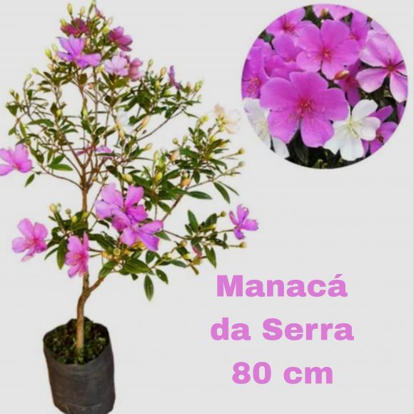 floricultura eco flora, floricultura bh,  flora em bh, orqu�deas bh, plantas em bh, paisagismo em bh, decora�ao em bh, vasos decorativos em bh, arvore em bh ,