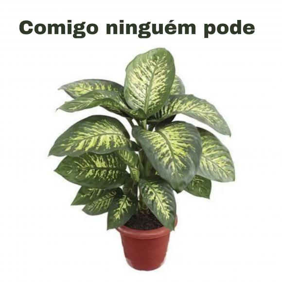   floricultura eco flora, floricultura belo horizonte,  flora em belo horizonte, orquideas bh, plantas em bh, paisagismo em bh, substrato em bh, vaso resina bh,vasos decorativos em bh, terra belo horizonte, ECO FLORA FLORICULTURA E JARDINAGEM LTDA